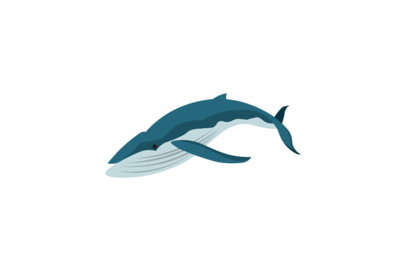 Whale Humpback Illustrations Realis Graphics Review
